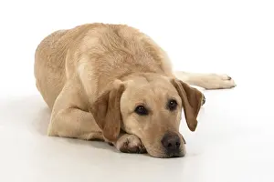 250219: DOG. Labardor, on white, studio