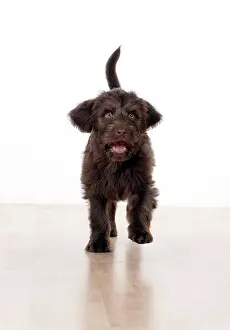 Labradoodles: Dog - Labradoodle 10 week old puppy