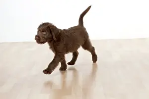 Labradoodles: Dog - Labradoodle 10 week old puppy