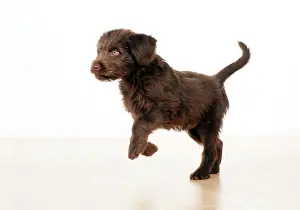 Labradoodles: Dog - Labradoodle 10 week old puppy