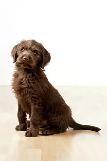 Labradoodles: Dog - Labradoodle 10 week old puppy