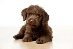 Labradoodles: Dog - Labradoodle 10 week old puppy