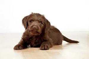 Labradoodles: Dog - Labradoodle 10 week old puppy
