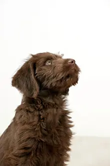 Labradoodles: Dog - Labradoodle 10 week old puppy