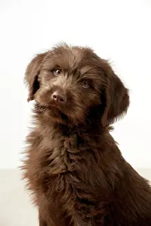Labradoodles: Dog - Labradoodle 10 week old puppy