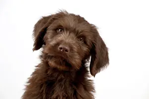 Labradoodles: Dog - Labradoodle 10 week old puppy