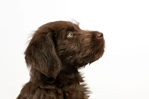 Labradoodles: Dog - Labradoodle 10 week old puppy