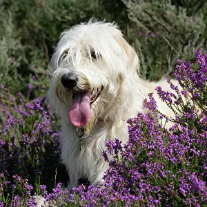 Labradoodles: Dog - Labradoodle