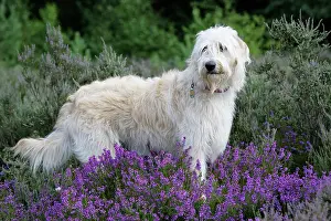 Labradoodles: Dog - Labradoodle