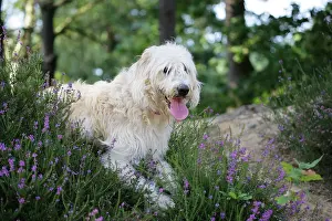 Labradoodles: Dog - Labradoodle
