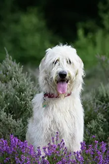 Labradoodles: Dog - Labradoodle