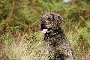 Labradoodles: Dog - Labradoodle