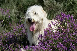 Labradoodles: Dog - Labradoodle