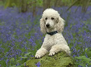 Labradoodles: Dog Labradoodle