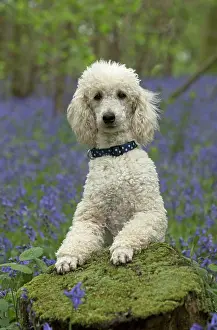 Labradoodles: Dog Labradoodle