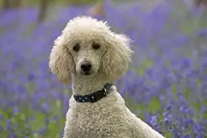 Labradoodles: Dog Labradoodle