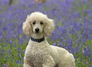 Labradoodles: Dog Labradoodle