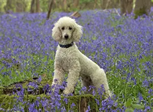 Labradoodles: Dog Labradoodle