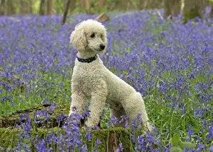 Labradoodles: Dog Labradoodle
