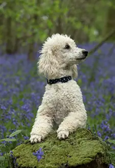 Labradoodles: Dog Labradoodle