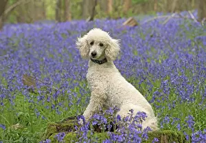 Labradoodles: Dog Labradoodle
