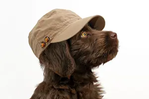 Labradoodles: Dog - Labradoodle