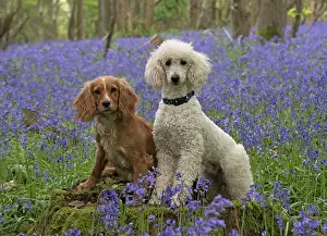 Labradoodles: Dog Labradoodle and Cocker Spaniels