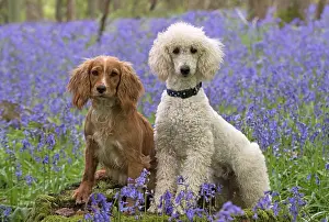 Labradoodles: Dog Labradoodle and Cocker Spaniels