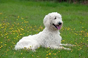 Labradoodles: DOG labradoodle in a field