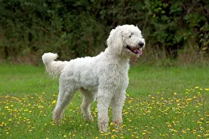 Labradoodles: DOG labradoodle in a field