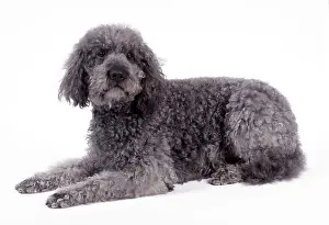 Labradoodle: DOG - Labradoodle lying down