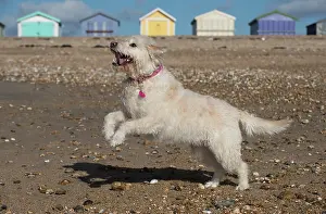 Labradoodles: Dog Labradoodle playing on the beach