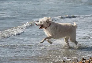 Labradoodles: Dog Labradoodle playing in the sea