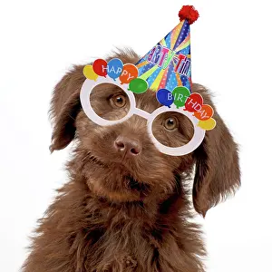 Celebrations: Dog - Labradoodle puppy wearng birthday party hat