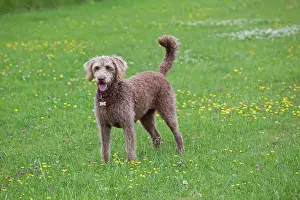 Labradoodles: Dog - Labradoodle Retreiver Poodle cross - in meadow