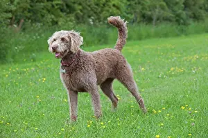 Labradoodles: Dog - Labradoodle Retreiver Poodle cross - in meadow