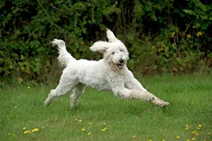 Labradoodles: DOG labradoodle running in a field