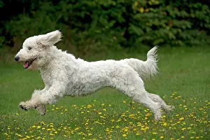 Labradoodles: DOG labradoodle running in a field