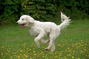 Labradoodles: DOG labradoodle running in a field