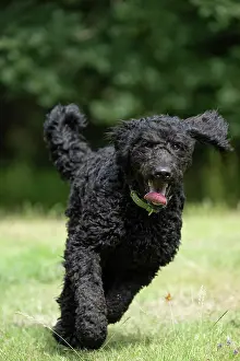 Smiling: DOG. Labradoodle, running in a garden