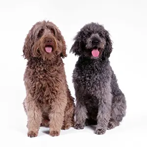Labradoodles: DOG - Labradoodle, two sitting