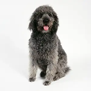 Labradoodle: DOG - Labradoodle, sitting