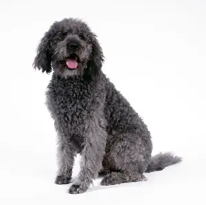 Labradoodle: DOG - Labradoodle sitting