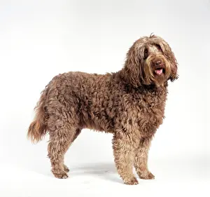 Labradoodle: DOG - Labradoodle, standing, side view