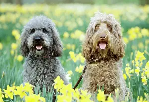 Labradoodles: DOG - Labradoodles in daffodils