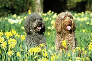 Labradoodles: DOG - Labradoodles in daffodils