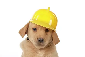 Builder: Dog - Labrador 7 week old puppy
