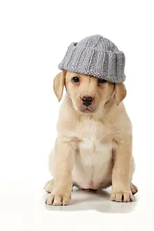 Wooly: Dog - Labrador 7 week old puppy