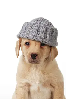 Wooly: Dog - Labrador 7 week old puppy