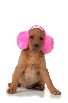 Muff: Dog - Labrador 7 week old puppy